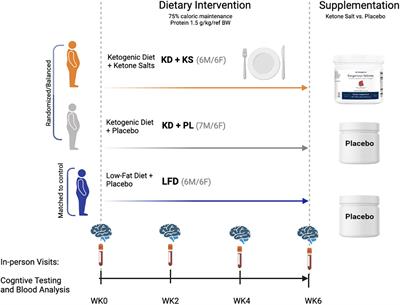 The effects of a 6-week controlled, hypocaloric ketogenic diet, with and without exogenous ketone salts, on cognitive performance and mood states in overweight and obese adults